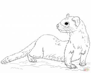 Ласка рисунок карандашом