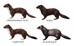 Как рисовать животных