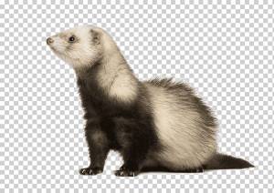 Черноногий хорек Американская норка Marten Mustelinae, Черноногий хорек, Европейский хорек, Ласки, Mustelidae, Mustelidae, Мех png