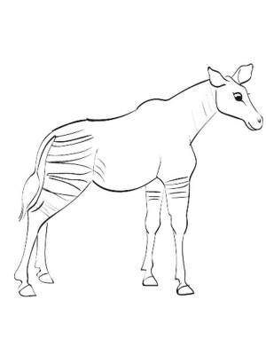 Раскраски Окапи