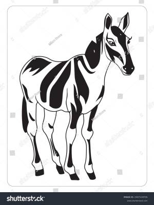 Cute Okapi Okapi Vector Okapi Illustration
