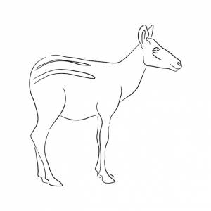 Рисунок окапи на белом фоне векторная иллюстрация