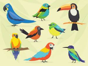 Birds, Book design, Illustration design