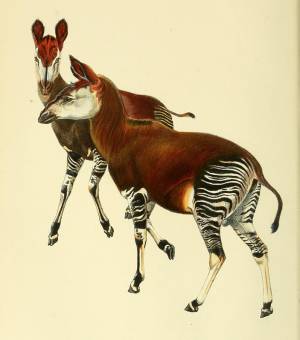 Неуловимый окапи