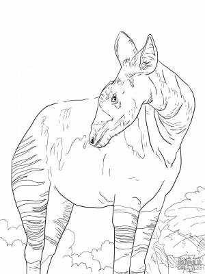 Раскраски Окапи