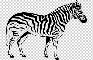 Книжка-раскраска Зебра для рисования в полоску для взрослых, зебра, млекопитающее, ребенок, животные png
