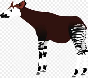 окапи, жираф, рисунок