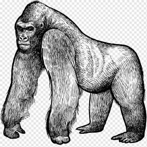 Окапи обыкновенный бородавочник Бегемот Гиена Носорог, Раскрашенные вручную рукописные строки орангутана, Акварельная живопись, млекопитающее, нарисованное png