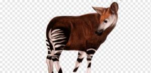 Окапи Арт Информация о животных, другие, млекопитающее, другие, фауна png