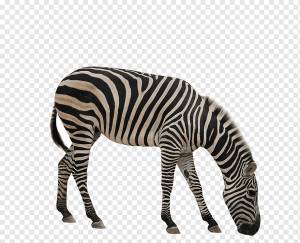 зебра, носорог жираф окапи зебра животное, зебра, млекопитающее, животные, фотография png