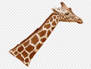 Северный жираф Тапир Окапи Бэйрда Сетчатый жираф Шея, жираф, млекопитающее, животные, жираф png