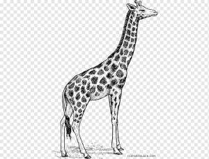 Жираф Рисование животных Иллюстрации Искусство, черно-белые животные, млекопитающее, карандаш, фотография png