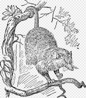 Опоссум Phalangeriformes Рисование, другие, млекопитающее, кошка Like Mammal, плотоядное животное png