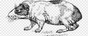 Морская свинка Wombat Книжка-раскраска Хомяк, свинья, млекопитающее, кошка, как млекопитающее png