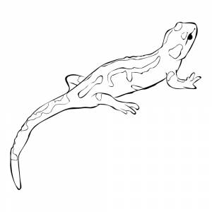Раскраска Саламандра