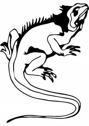 Раскраски, Большая ящерица