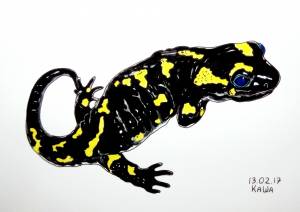 Домашнее животное саламандра