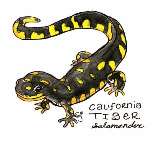 Домашнее животное саламандра