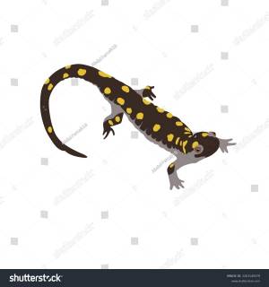 Spotted Salamander Yellow Spotted Salamander Ambystoma