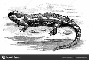 Пятнистая Саламандра Жёлтыми Пятнами Спине Рисунок Винтажной Линии Гравировка Векторное изображение ©Morphart 354209204
