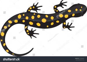 Black Spotted Salamander Vector Illustration