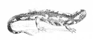 Гравюра Xix Века Пятнистая Саламандра Стоковый Вектор