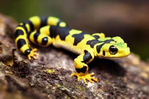 Светло-желтая пятнистая саламандра ползает по грубой коре дерева