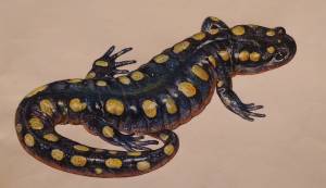 Домашнее животное саламандра