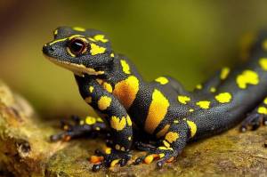 Черная чешуйчатая саламандра с желтыми точками и большими оранжевыми глазами лежит на скале