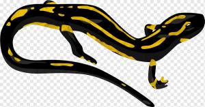 Саламандра, Саламандра, животные, животное, обувь png