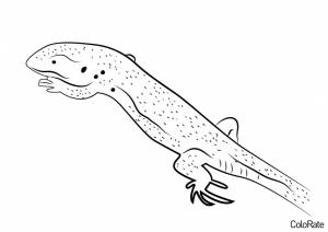 Раскраска Зеленая ящерица