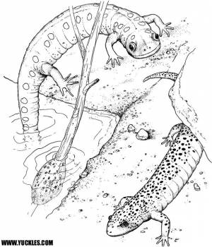 Pаскраска саламандра 19890