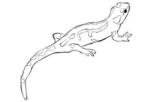 Раскраски Саламандра