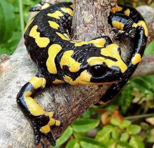 Salamandra
