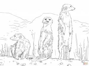 Раскраска Сурикаты