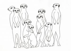 Сурикат раскраска