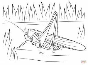 Раскраска Сверчок