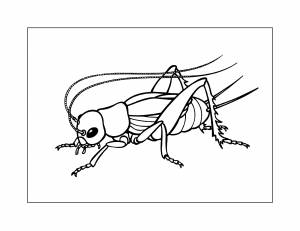 Сверчок раскраска
