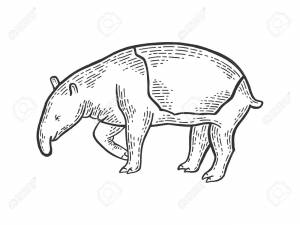 Tapir Animal Sketch Engraving Vector Illustration
