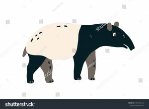 Malayan Tapir Elongated Nose Trunk Asian