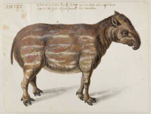South American [Brazilian or Lowland] Tapir, Frans Post