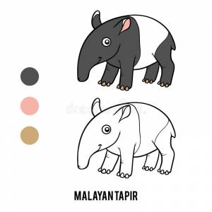 Книжка-раскраска, Malayan тапир Иллюстрация вектора