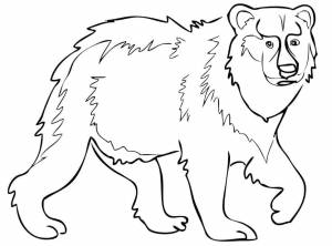 Раскраска Бурый медведь 19