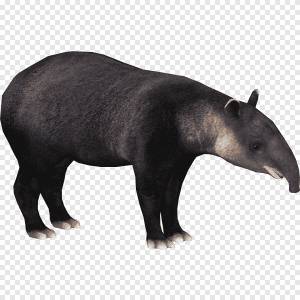 малайский тапир png