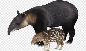 малайский тапир png
