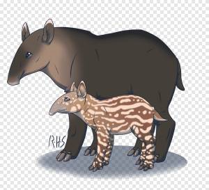 Медведь Тапир Рыло Земное животное, медведь, млекопитающее, животные png