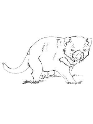 Раскраски Тасманийский дьявол