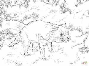 Раскраска Тасманийский дьявол