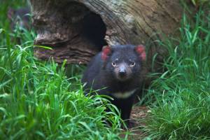В гости к тасманийскому дьяволу