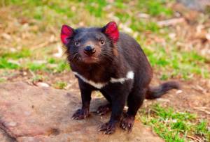 Тасманский чертёнок